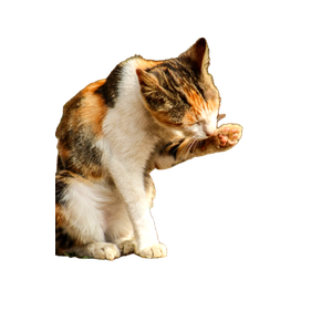 A Calico Cat Cleaning Itself Outdoors, Surrounded By Sunlight And Small Yellow Flowers. 17767 - Cat PNG image with transparent background